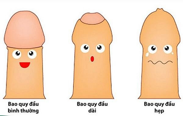 Su-phat-trien-cua-duong-vat-bi-han-che